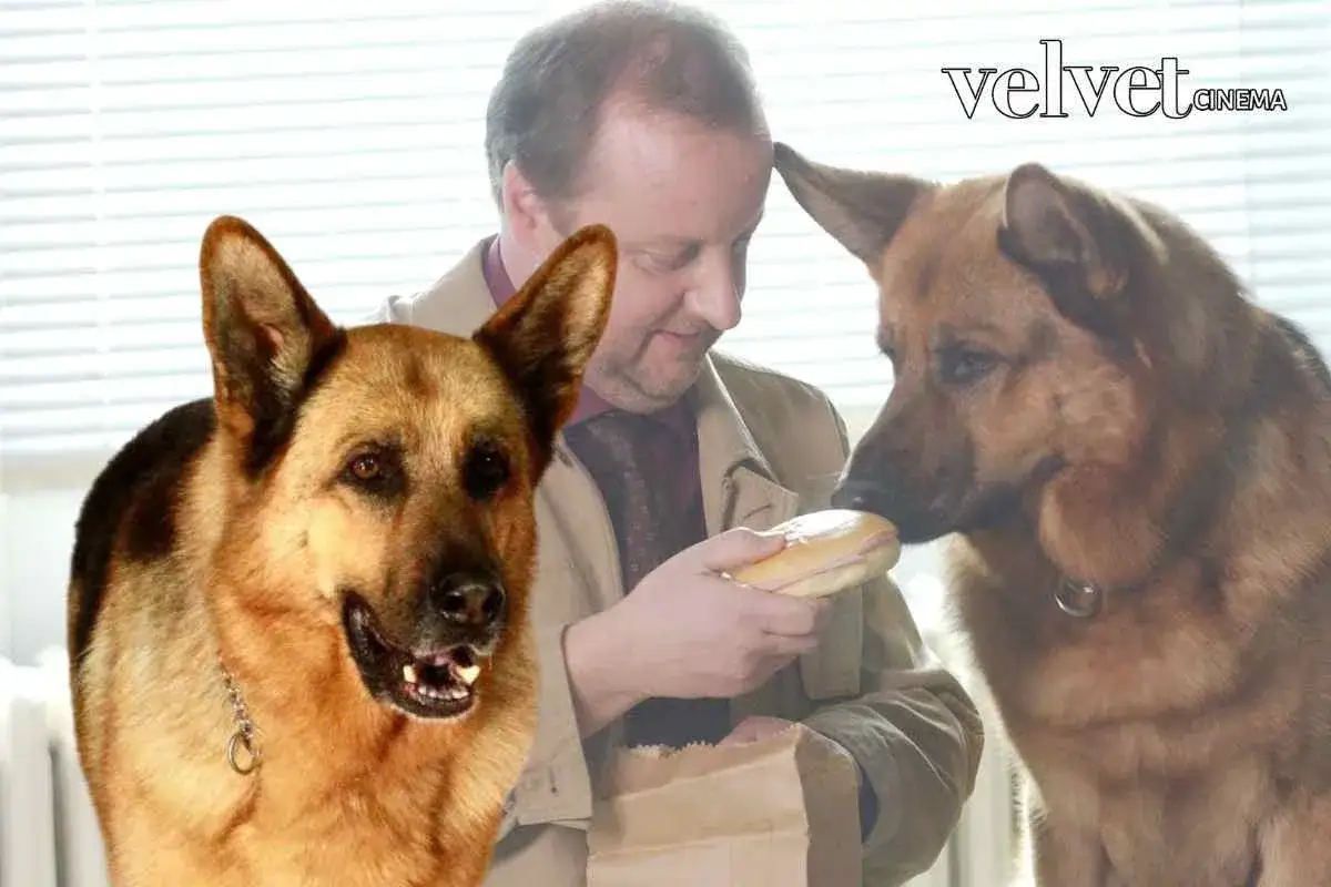 Il cast di Il Commissario Rex: un uomo offre un panino a un cane, mentre un altro cane guarda.
